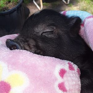 Meet your Posher, Sonja